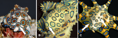 Variable ring patterns on mantles of Hapalochlaena lunulata Variable ring patterns on mantles of the blue-ringed octopus Hapalochlaena lunulata.png