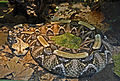 Rhinoceros adder