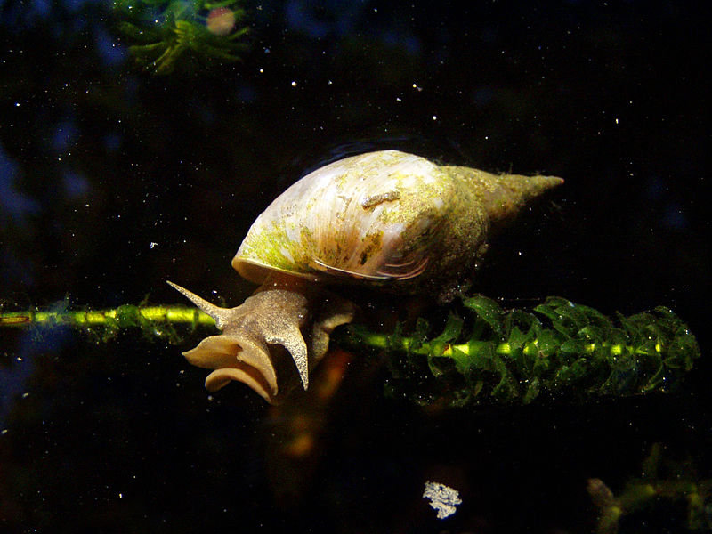 Aquarium Snail