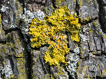 Líquen-dos-telhados (Xanthoria parietina) no tronco de uma árvore. (definição 4 919 × 3 689)