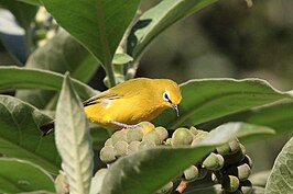 Noordelijke Afrikaanse brilvogel