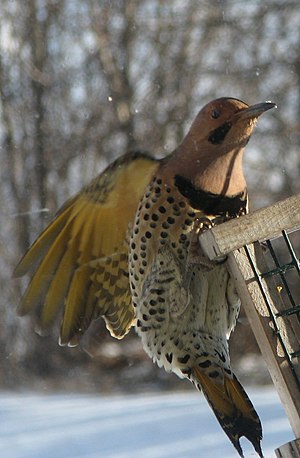 A hungry yellowshafted Northern Flicker, strug...