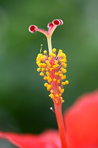 Hibiscus