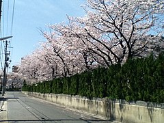 Allée de cerisiers le long de la rivière Tenjin