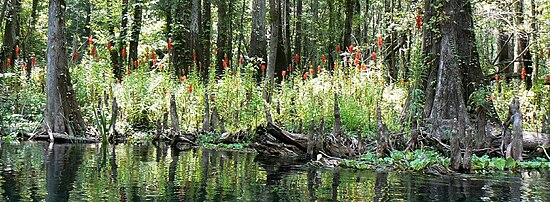 Lobelia Cardinalis