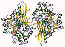 Modello tridimensionale dell'enzima