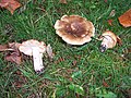 2007-11-10 Russula pectinata Fr. ss. romagn. (an Fr.?) 7966.jpg