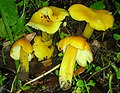 Hygrocybe flavescens