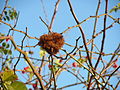 Reilingen, Dezember 2013 mit Galle (Diplolepis rosae)