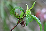 Nectarine fruit formation