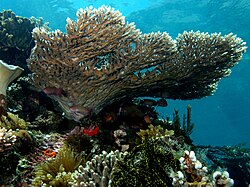 Steinkórall (Acropora latistella)