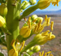 Agave utahensis