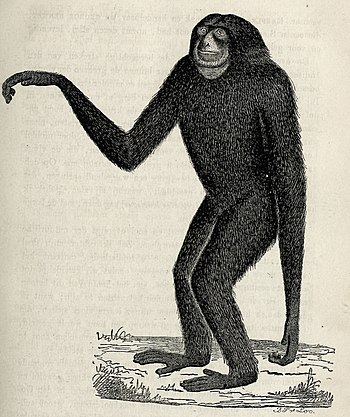 Siamang