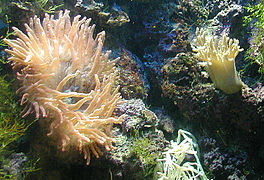 Морской анемон — Кишечнополостные
