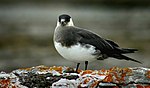 Kustlabb ((Stercorarius parasiticus) tillhör familjen labbar.