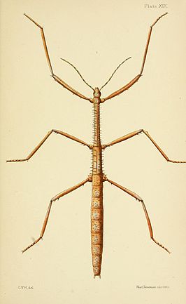 Argosarchus horridus
