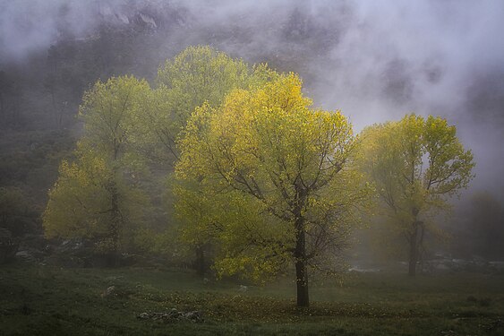 As árvores na serra, Parque Natural da Serra da Estrela Cfrancisco2023