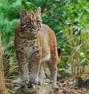 Chat doré d'Asie (Pardofelis temminckii).