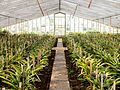 Growing pineapples in a greenhouse