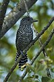 Bar-crested antshrike