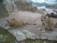 Barranquilla Zoológico Leones.jpg