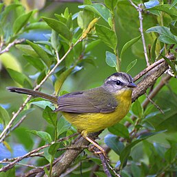 Коронник чорноголовий, (Myiothlypis nigrocristata)