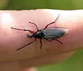 Bibio pomonae female.jpg