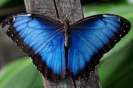 Morpho menelaus (femelle)