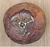 Botrytis-rot op appel Goudreinet (Botryotinia fuckeliana) .jpg