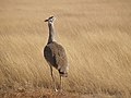 Abetarda-gigante (Ardeotis kori) no Parque Nacional Etosha