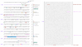 CXorf38 Annotated Conceptual Translation