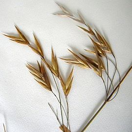 Bromus catharticus