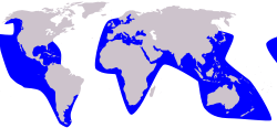 Distribución de la falsa orca