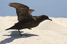 Dark brown bird with outstretched wings prepares to take off from sandy beach