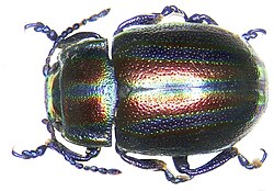 Chrysolina cerealis