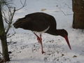 Una cicogna nera sulla neve