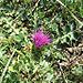 Cirsium acaule