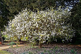 Poncirus (Lee Valley Regional Park (en))