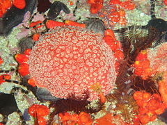 Colonial ascidian