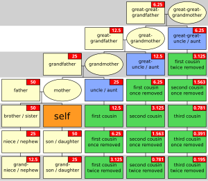 English: A chart illustrating the different ty...