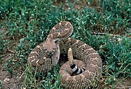 Crotalus atrox USFWS.jpg