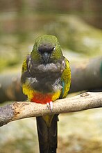 Conure de Patagonie (Cyanoliseus patagonus)