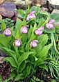 Střevíčník velkokvětý (Cypripedium macranthos) na skalce