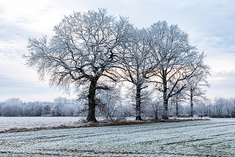 Покрытые инеем деревья в деревне Дернекамп в окрестности Дюльмена, Северный Рейн-Вестфалия