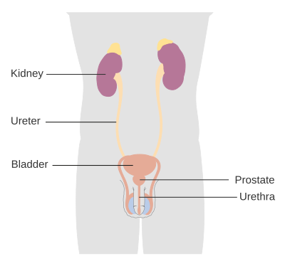 Urinary System - Male