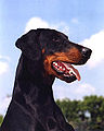 Dobie