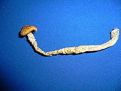 A single dried mushroom of one of the common Psilocybe cubensis variety. When bruised, it will often turn a bluish or purplish color; however, this is not a suitable indicator of the presence of psilocin, seeing as a number of poisonous mushrooms also have cyanic reactions to bruising.