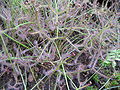 Drosera binata f. multifida since 28.01.2014