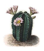 Echinocereus knippelianus