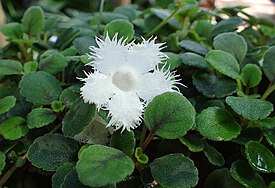 Альсобия гвоздикоцветная (Alsobia dianthiflora)